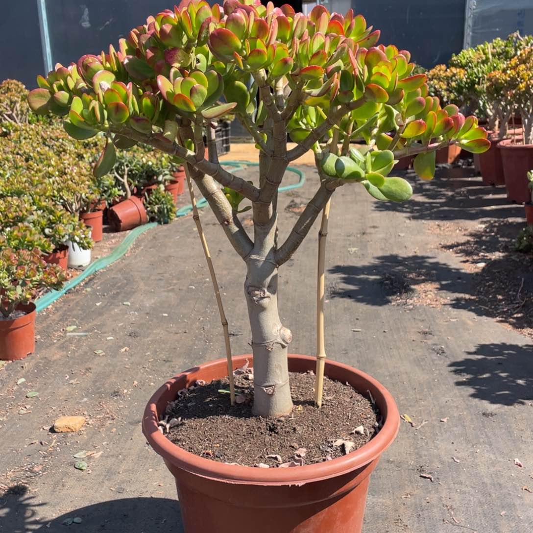 5年红边玉树带土球发货