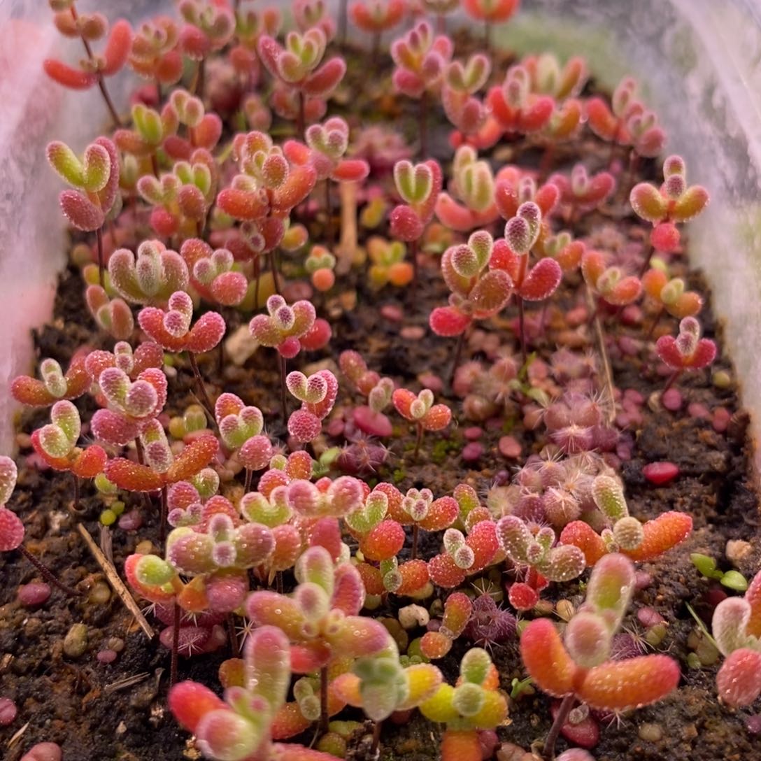 211混合切糕。 10个品种。    