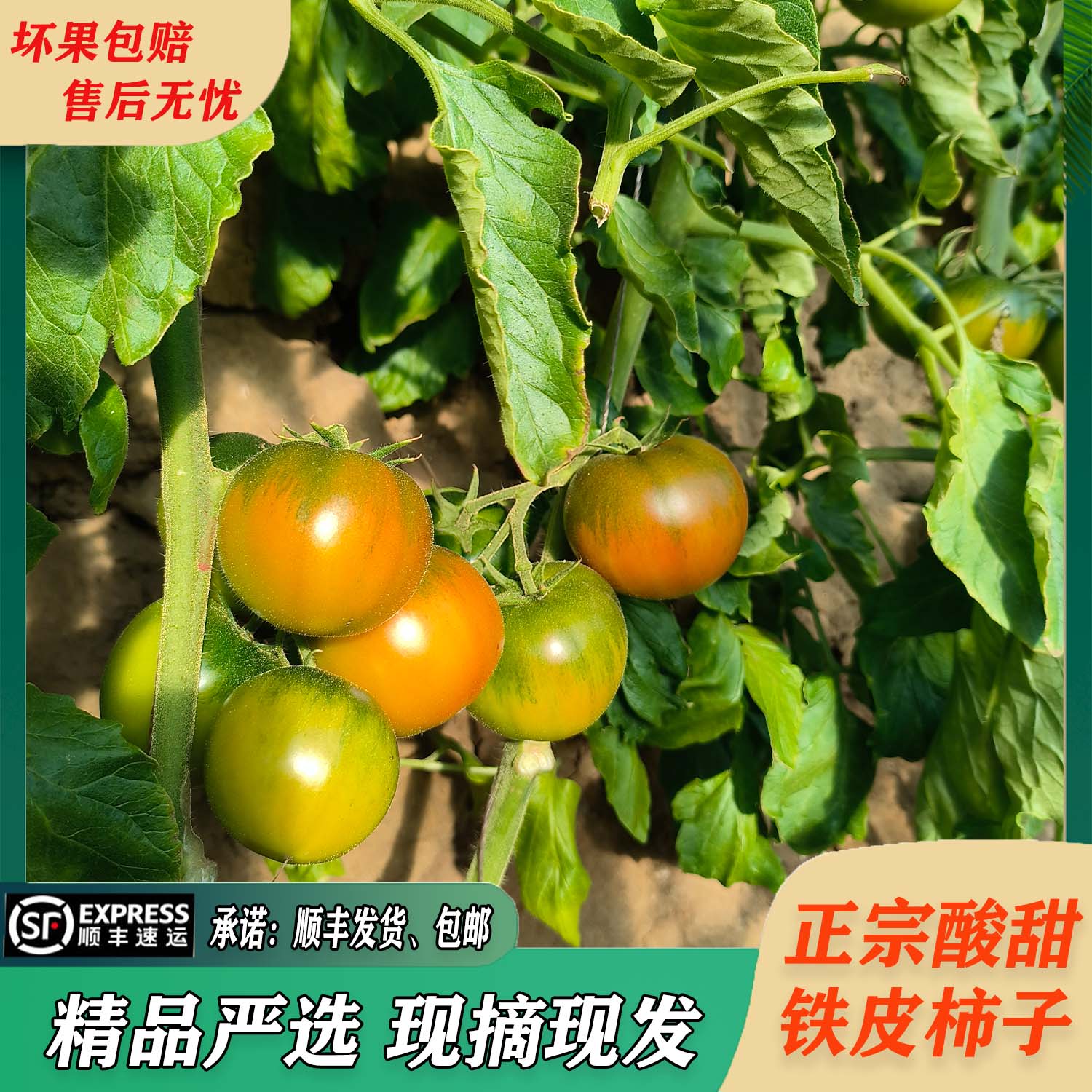 铁皮草莓柿子5斤装顺丰包邮小果（单果30-50g）