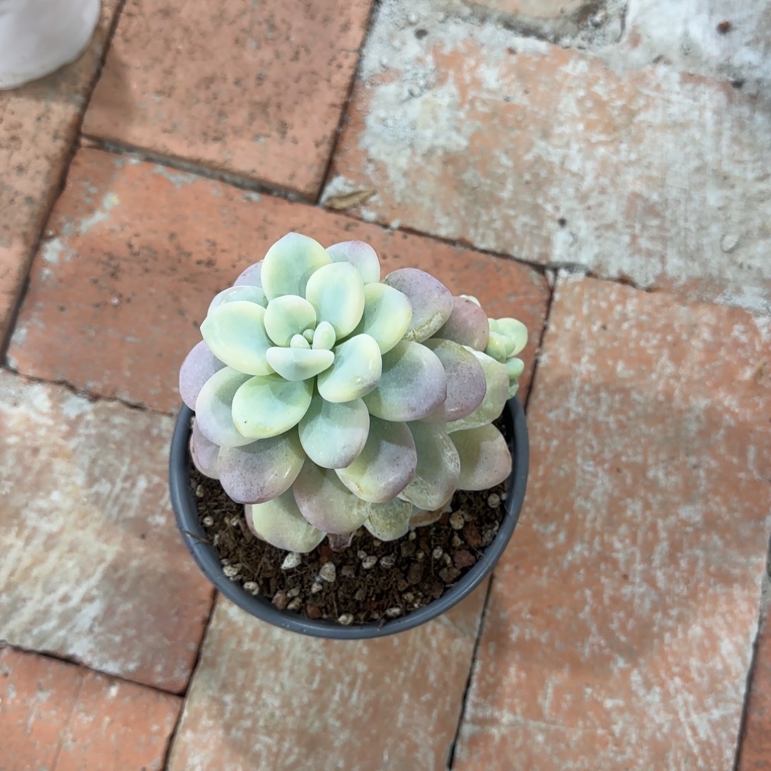 2267洛神锦多肉植物的时候