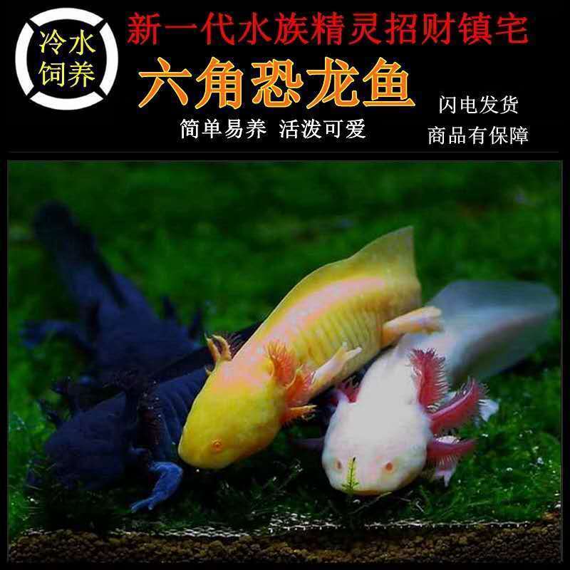 【六角恐龙鱼】活体恐龙金鱼蝾螈鱼淡水冷水观赏鱼适合饲养混养水族