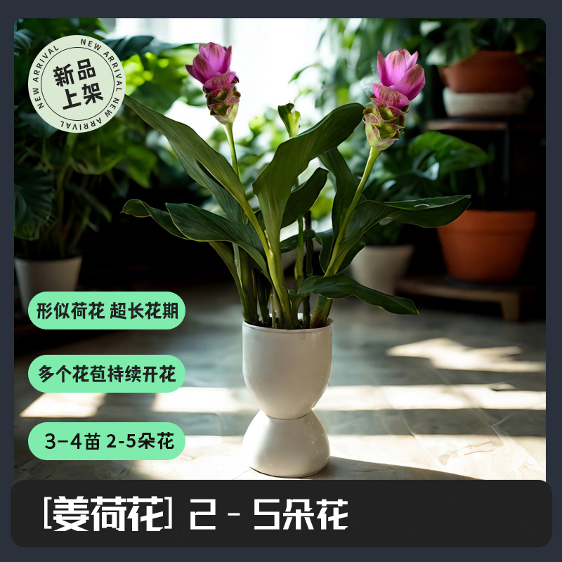 「姜荷花」带花苞超长花期喜光耐热庭院阳台美观花卉绿植盆栽