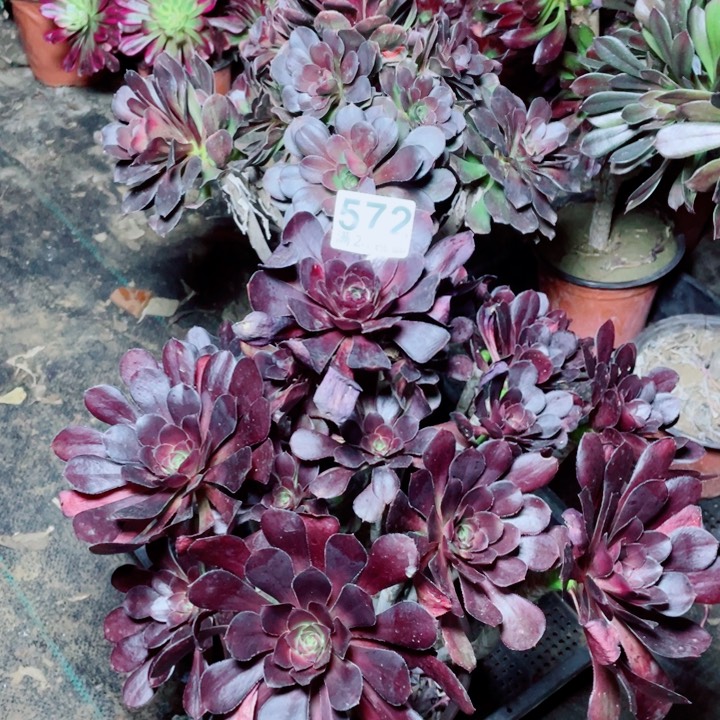 多肉植物组合572
