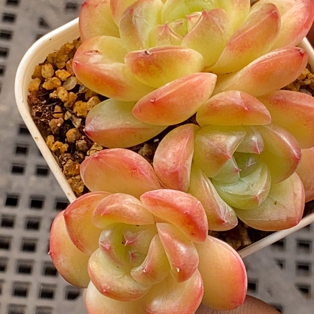 天官赐福百无禁忌