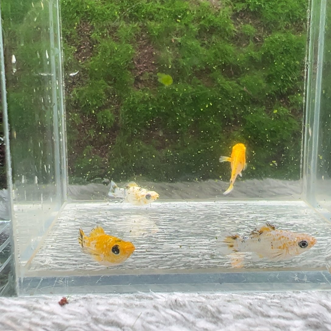 黑玛丽鱼鱼苗4条。  
