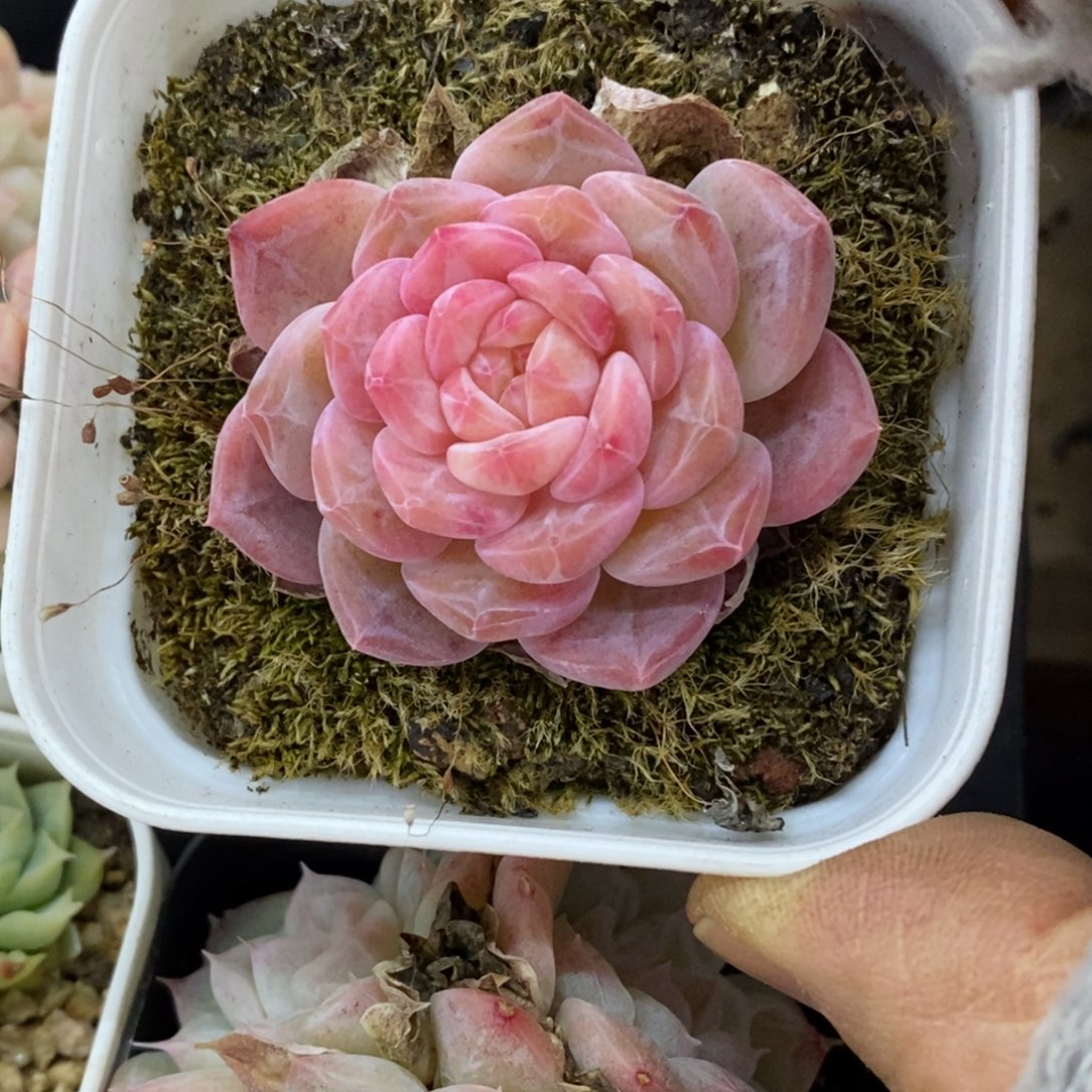 精品多肉一物一一拍不包整320