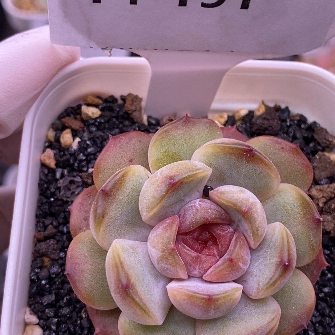 【闪购商品】14-191