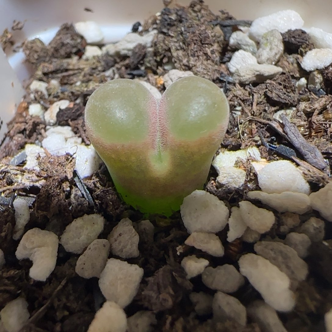 肉锥多肉植物百科-磁铁1200