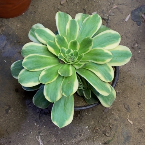 迈巴赫多肉植物量拍