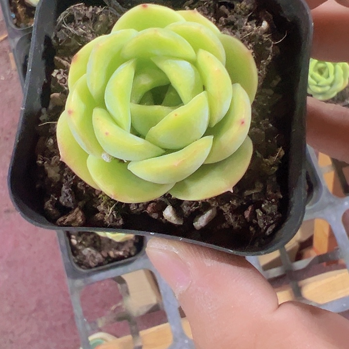 绿宝宝精品多肉植物