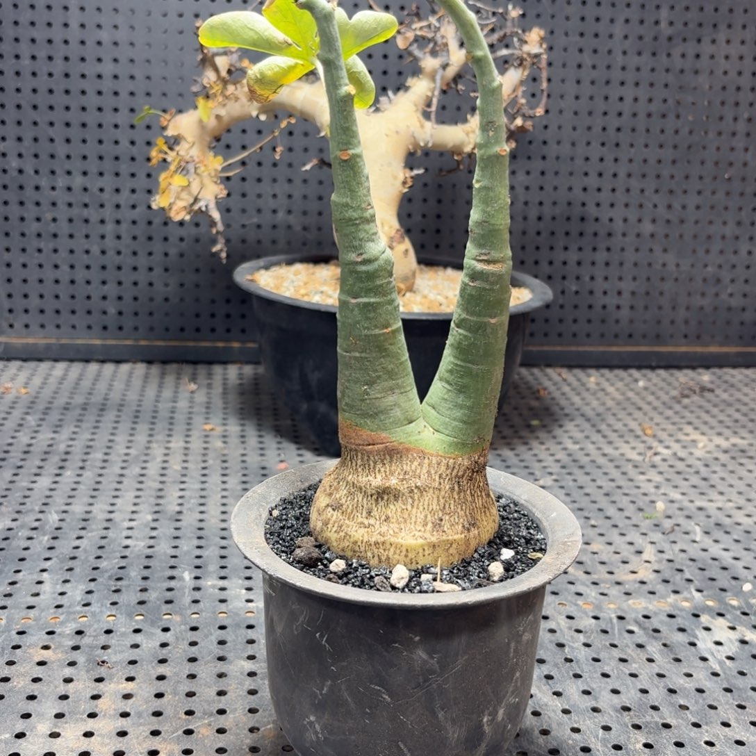 幻蝶蔓366666666666696