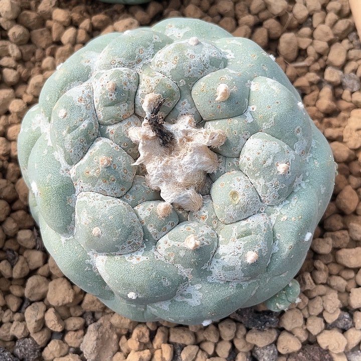 落地满38包邮7.4公分仙人球