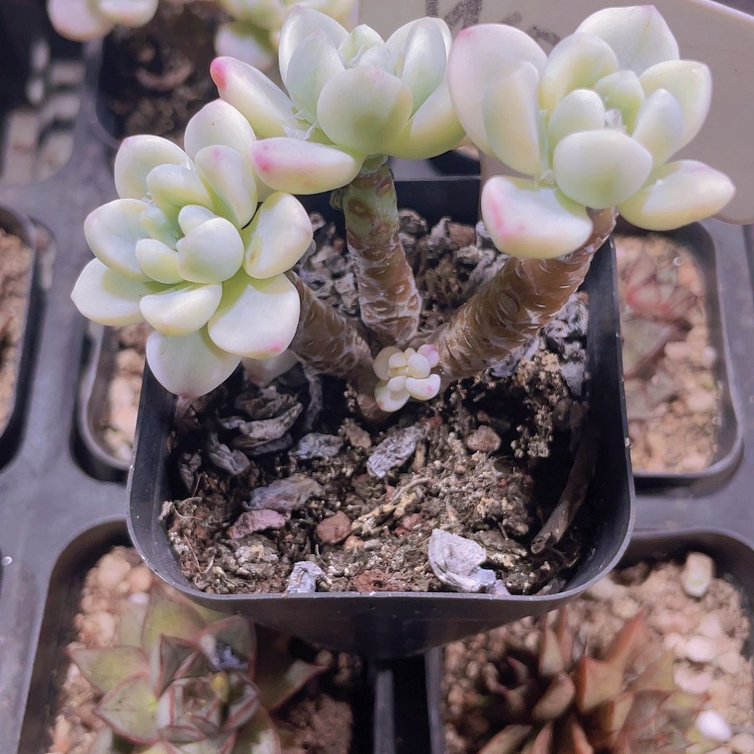 劳尔锦w038一物一拍