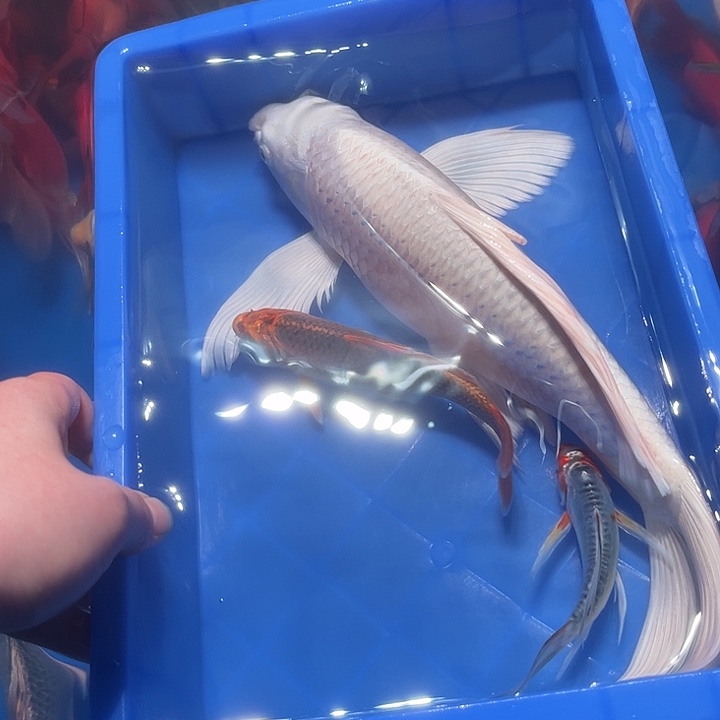 我***己海水鱼渔场直发3号链接