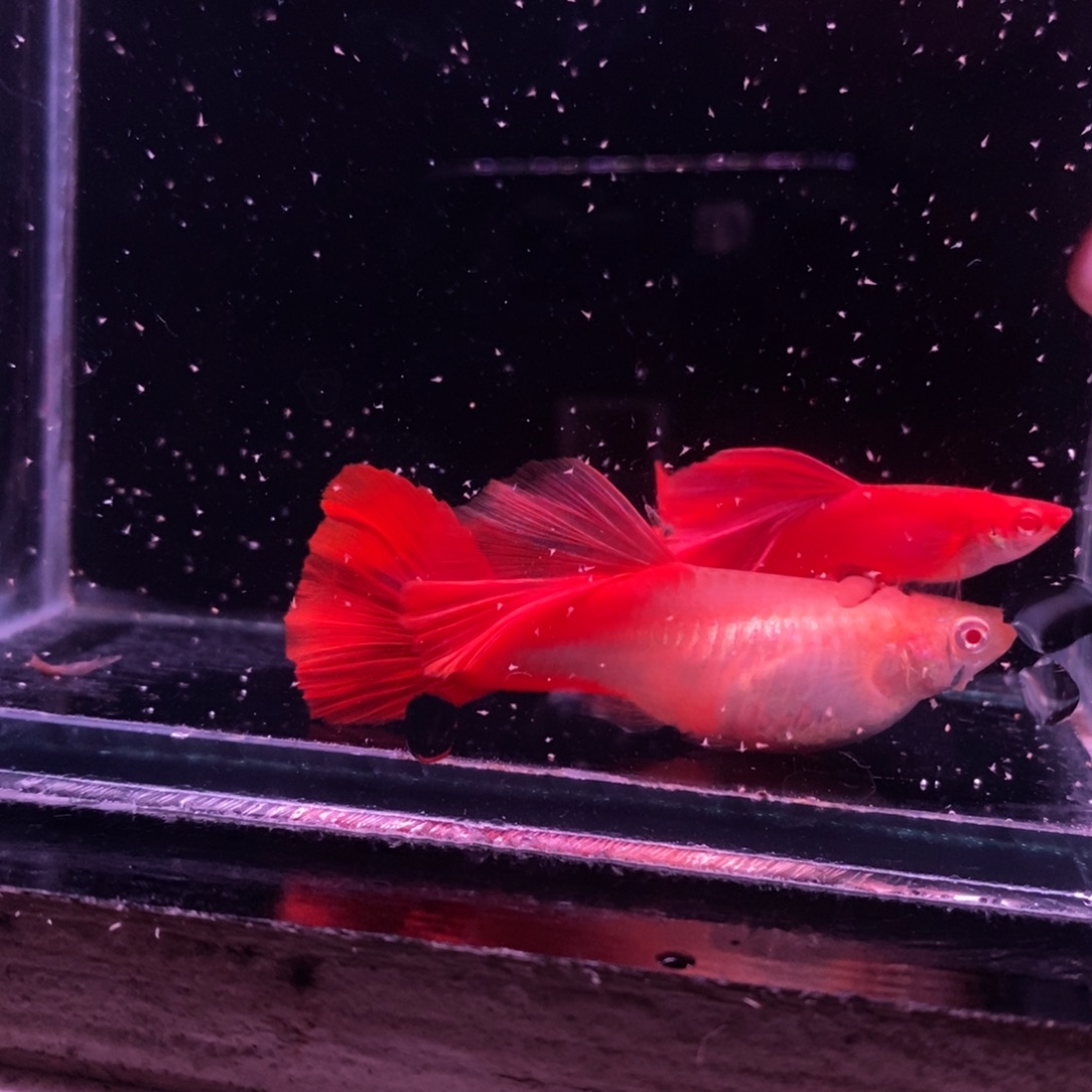 孔雀鱼精品血红一对