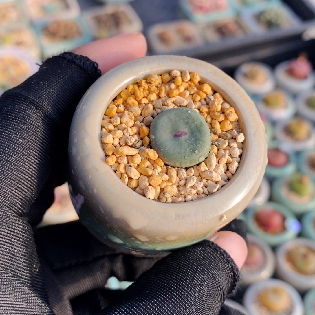 2321-一物一拍 带盆