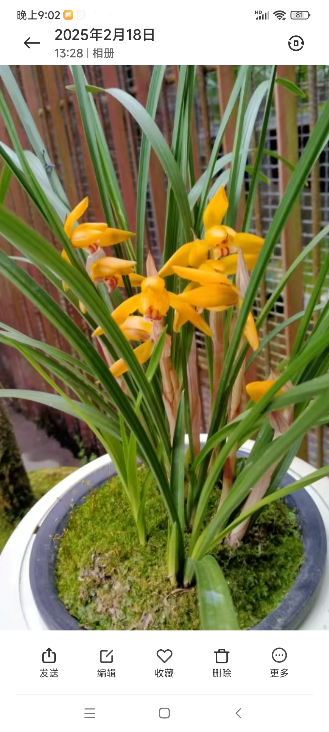 新草金黄花，红霞素