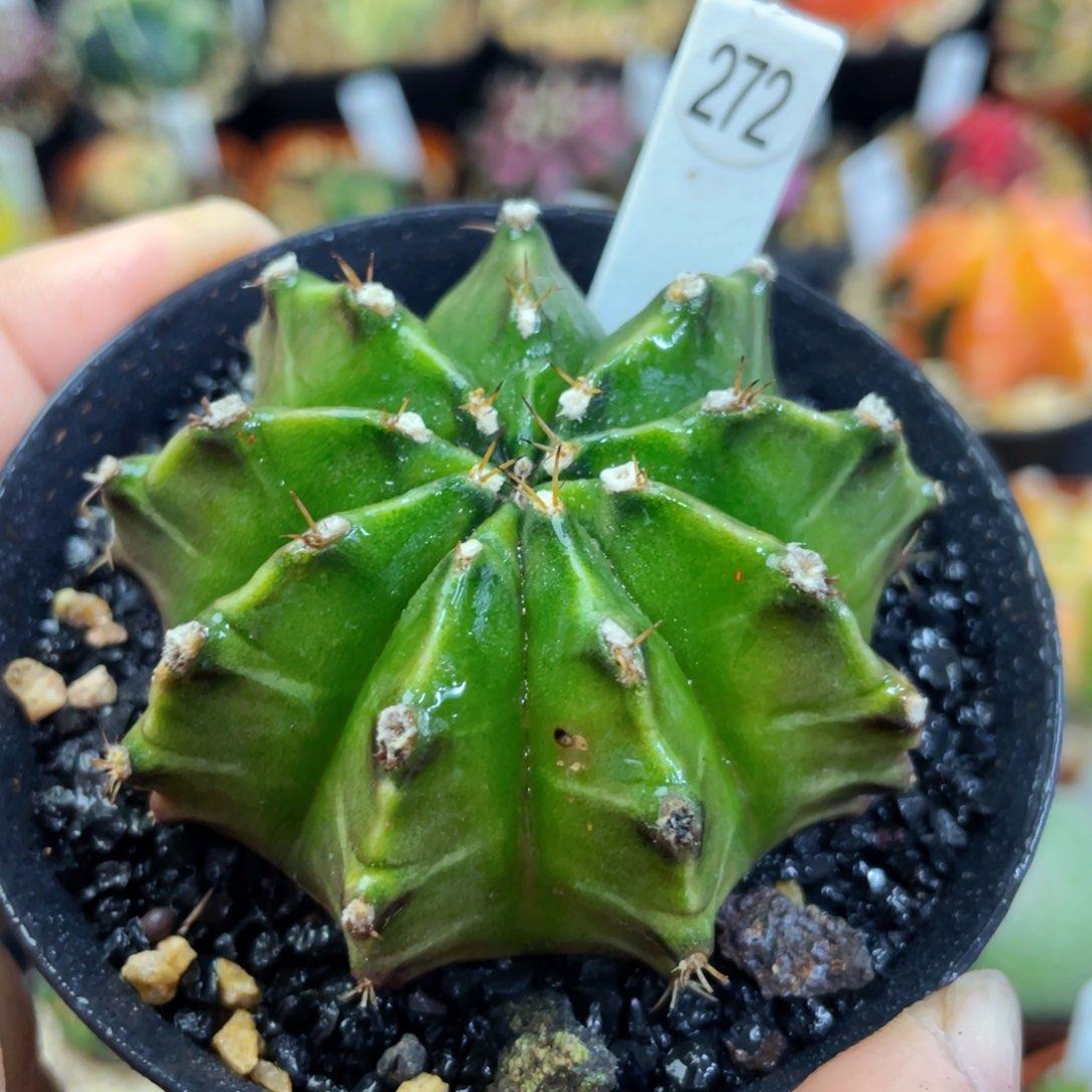 盆5公分满25包邮裸根发货