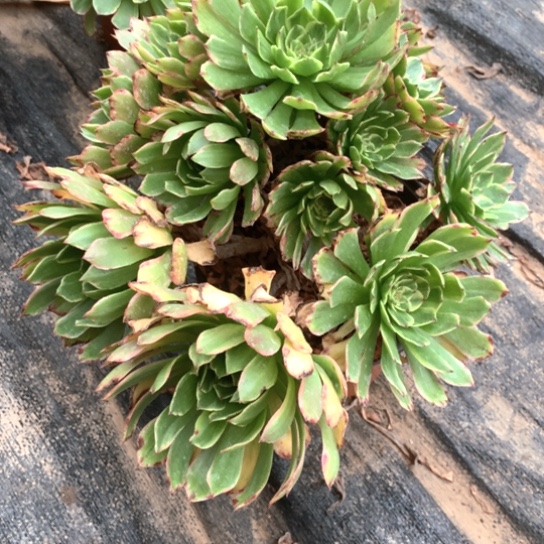 张*一多肉植物玉兔644