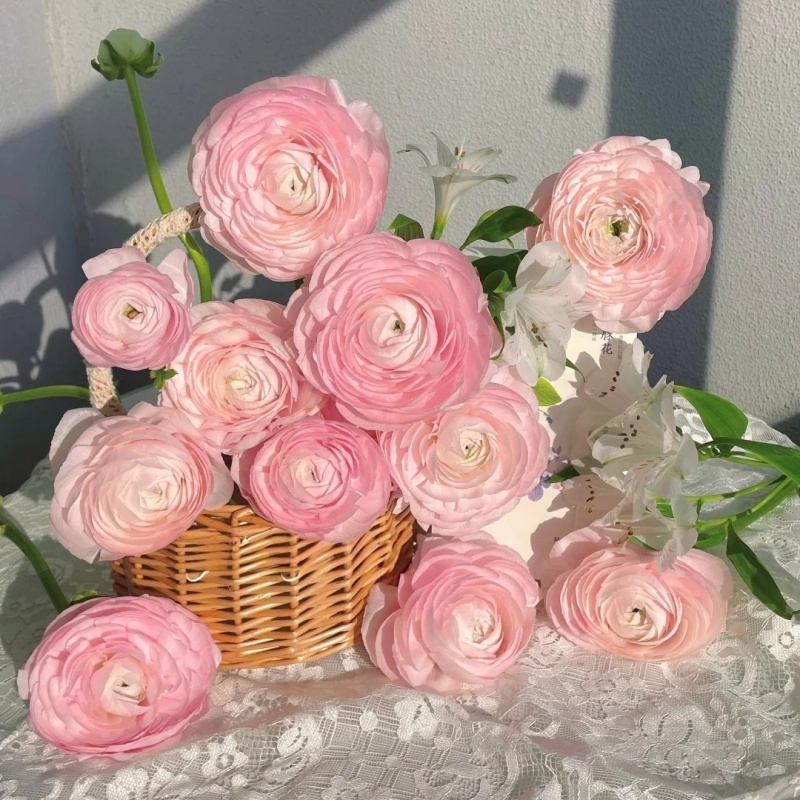 【樱花粉洋牡丹】   真花 鲜切花  一单中通，两单顺丰发货