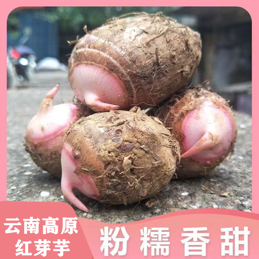 正宗云南红芽牛奶芋头9.3斤5斤3斤软糯香甜山地芋艿牛奶毛芋头