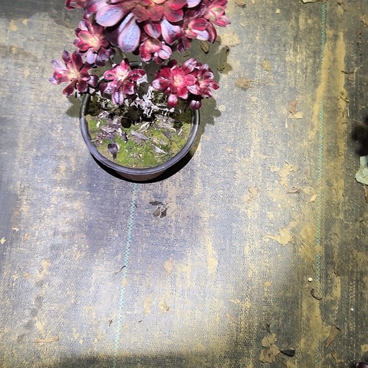 多肉法师植物链接8