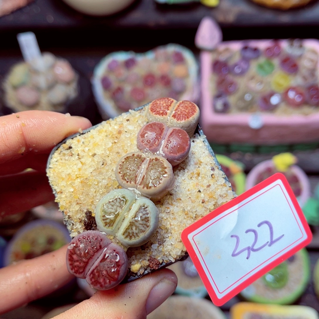 322生石花带盆发1