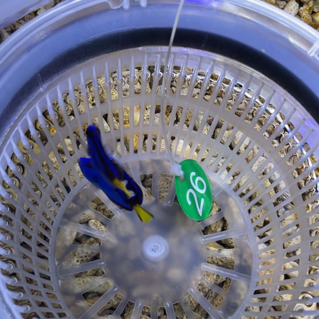 海水鱼蓝调一条顺丰包邮