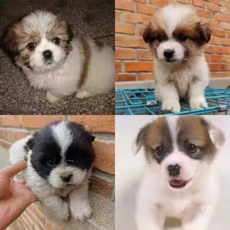 宠物家养繁育繁殖