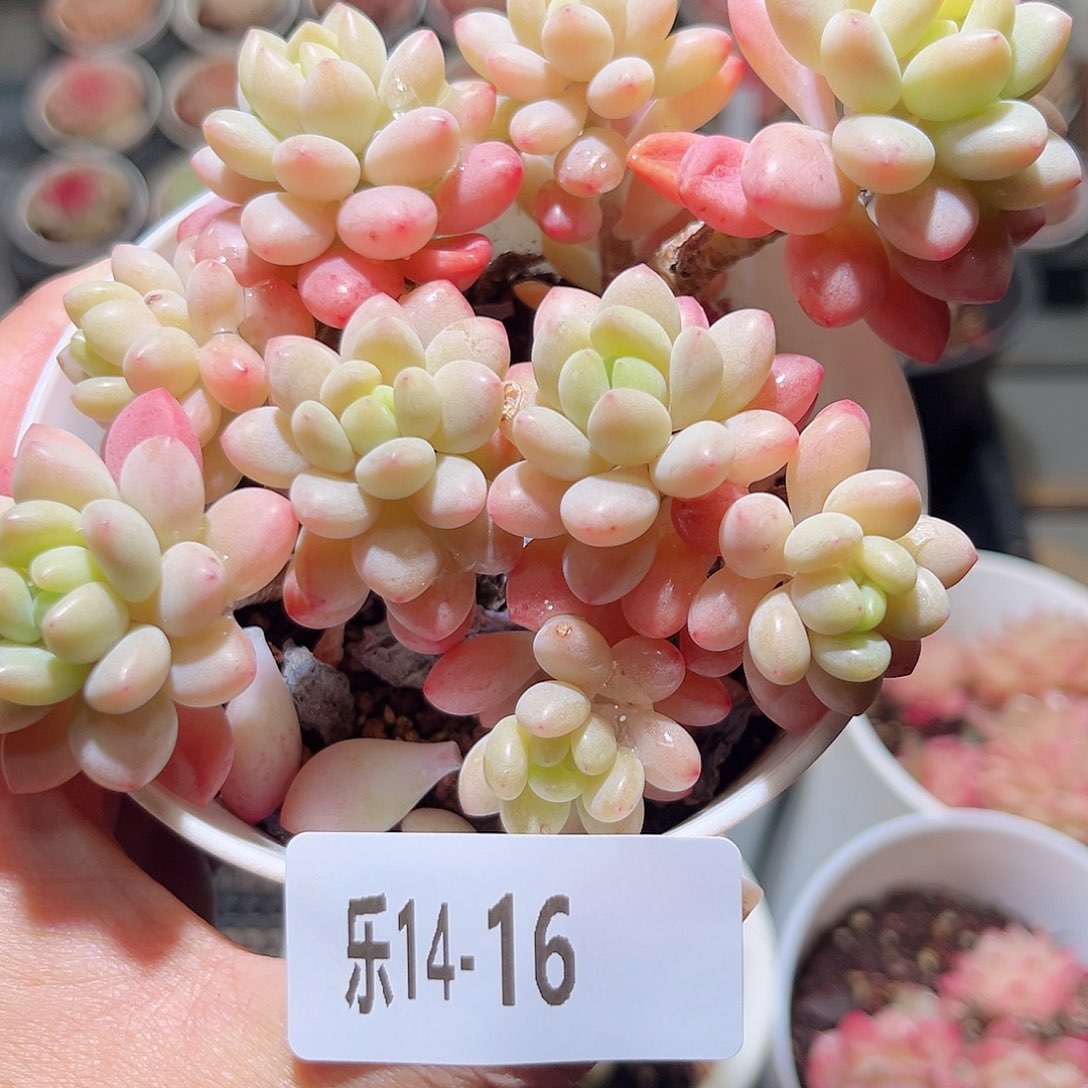 乐14-16 洛可可群 