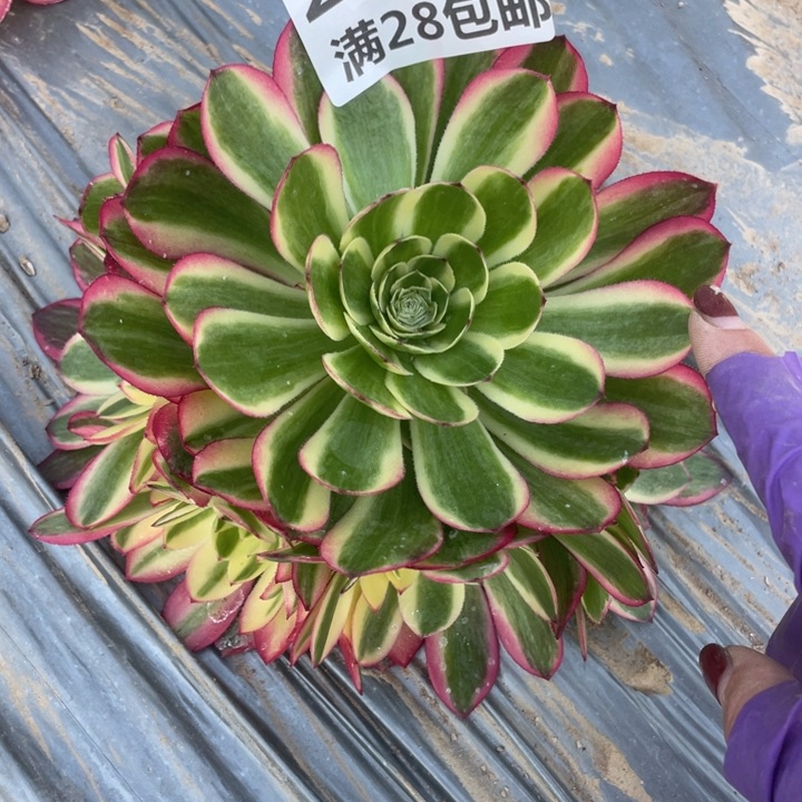 2739荔枝变异一号棚J