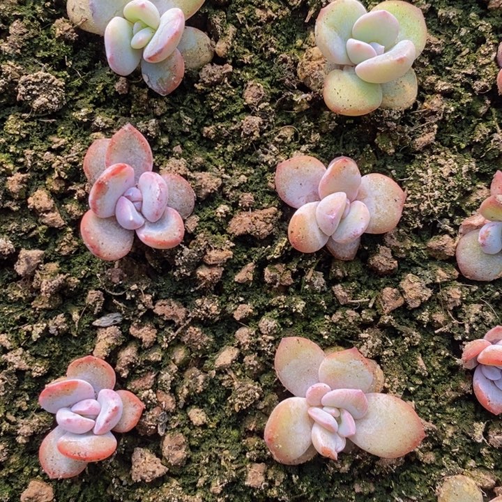 奶茶叶插单头20颗。