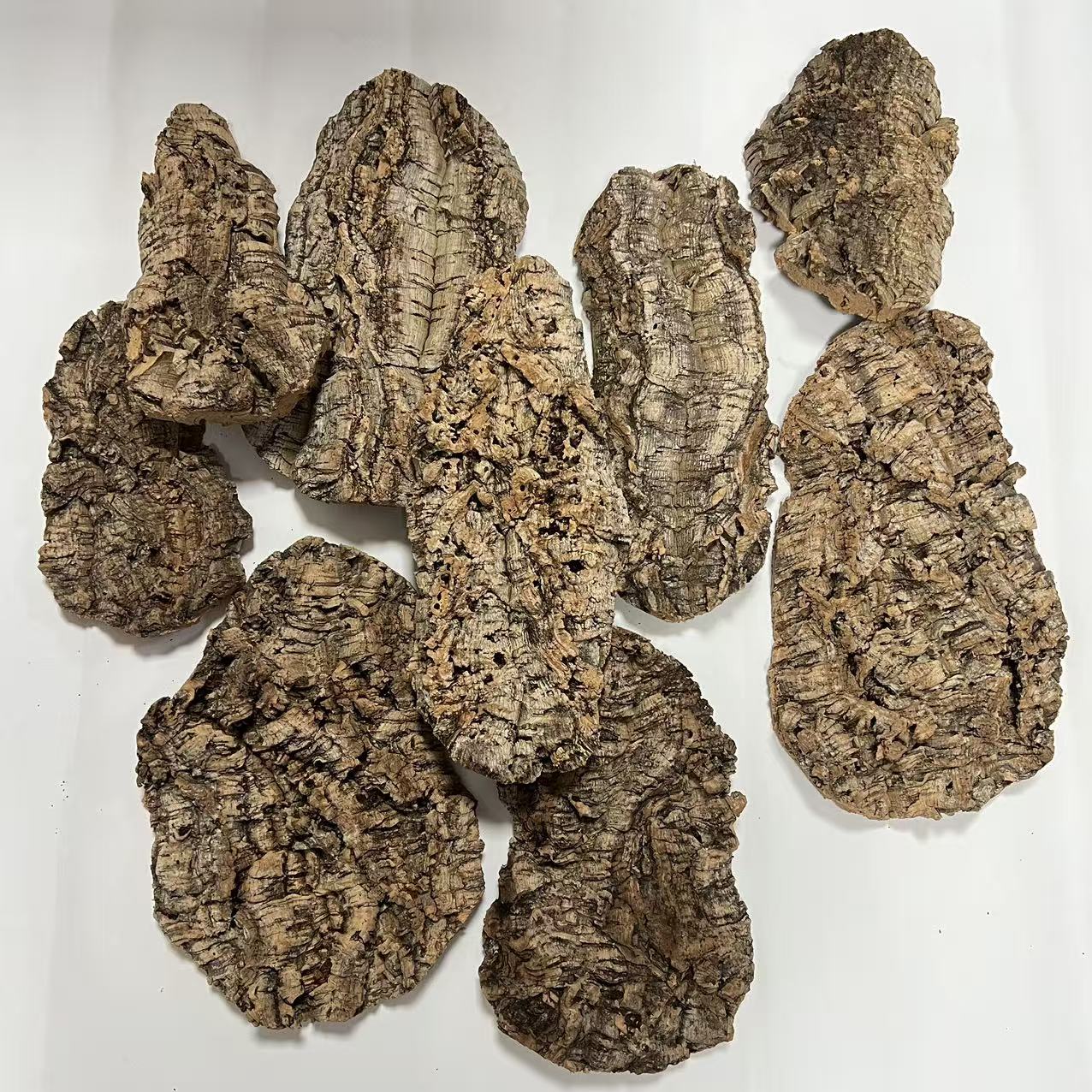 【一号】鹿角蕨直播精选孤品葡萄牙软木板附生兰石斛板植