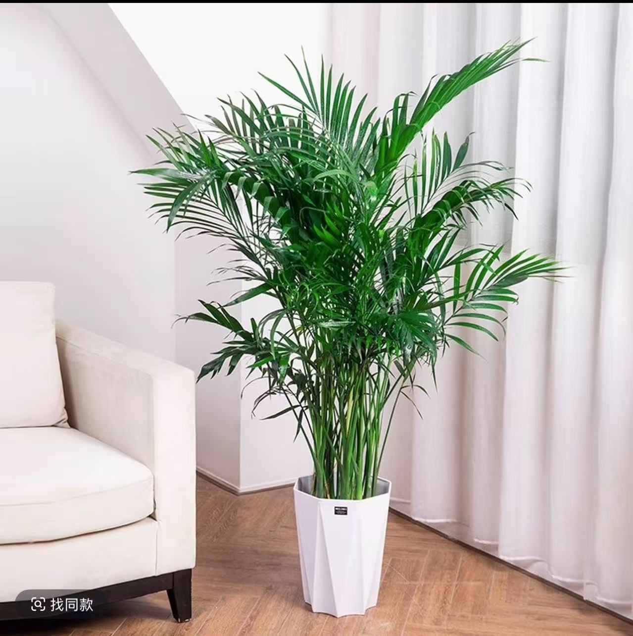 富贵椰子80-100大型绿植室内盆景净化空气四季常青配白色菱形盆