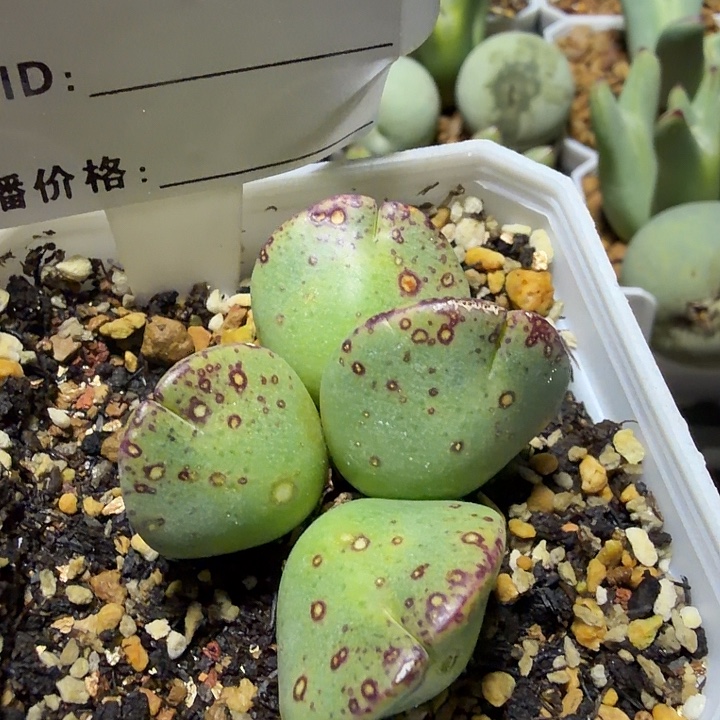 234。多肉植物的生长发育