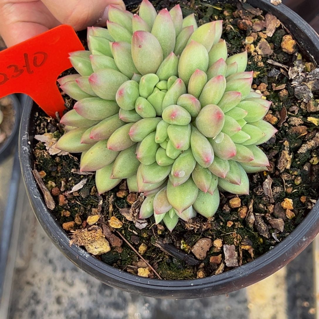 你***哥2310号上午上午多肉植物群生