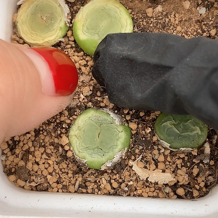 M****?桃喜花园0131-137拉登福利