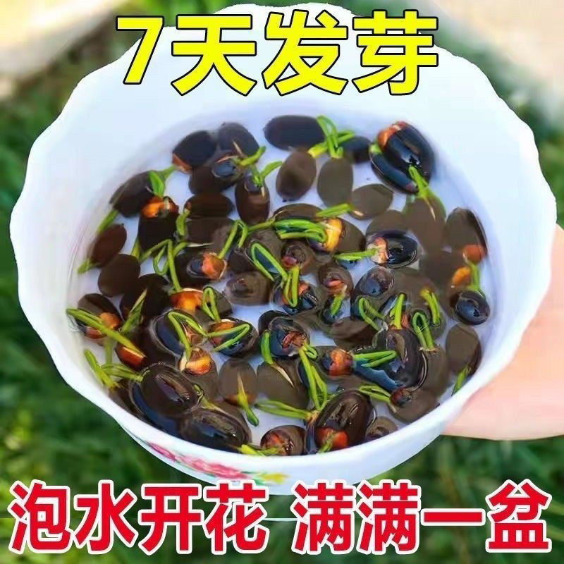 中威果丰推荐水培碗莲种子1包20-30颗左右
