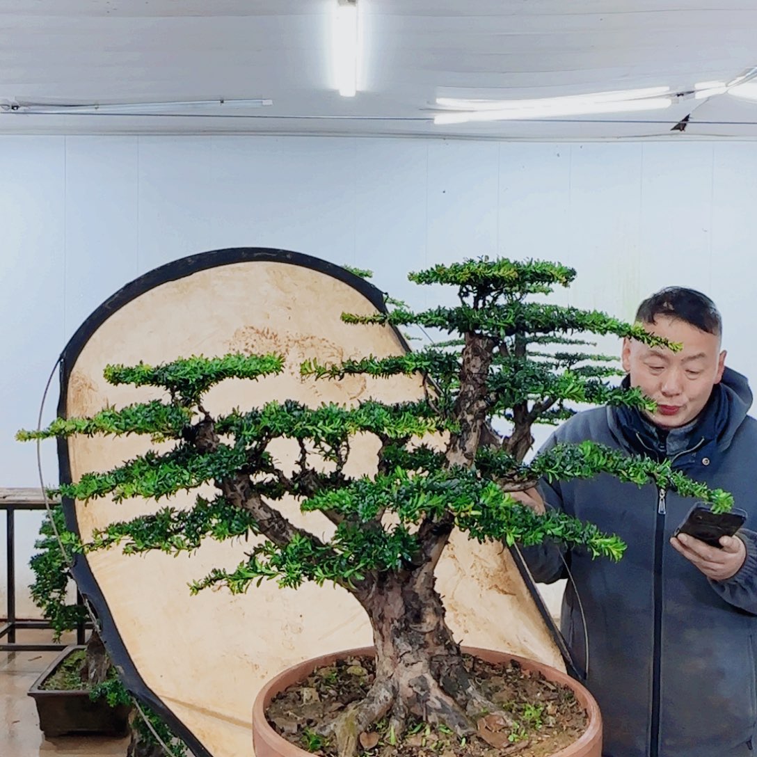 无花朵盆景园林……