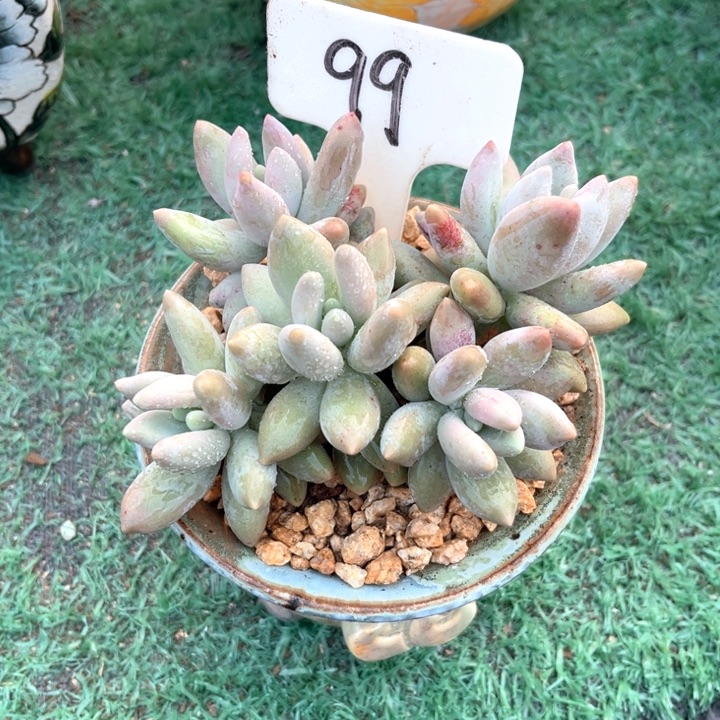 白兰地99号码牌子的话