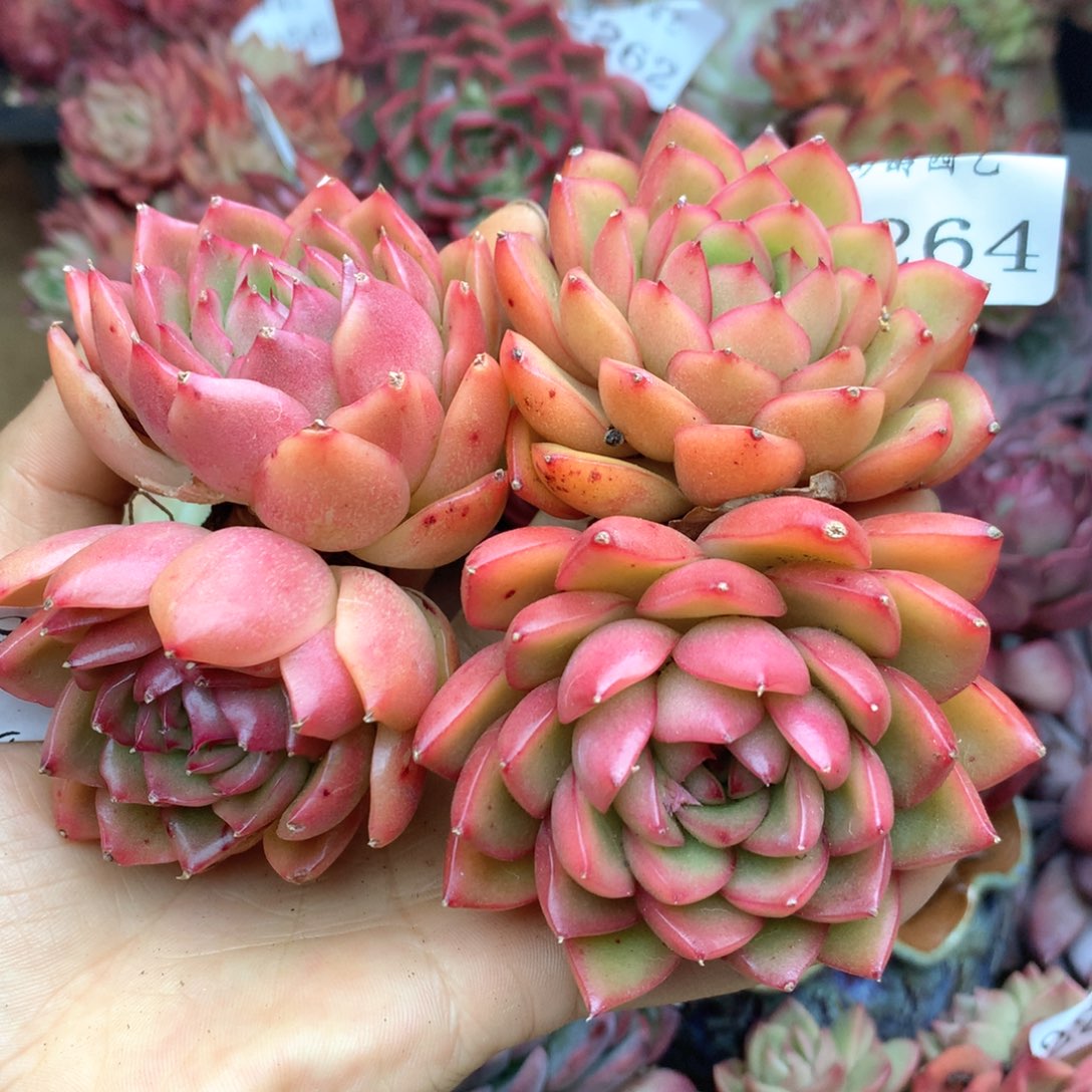 2265-2264两颗杂交多肉植物