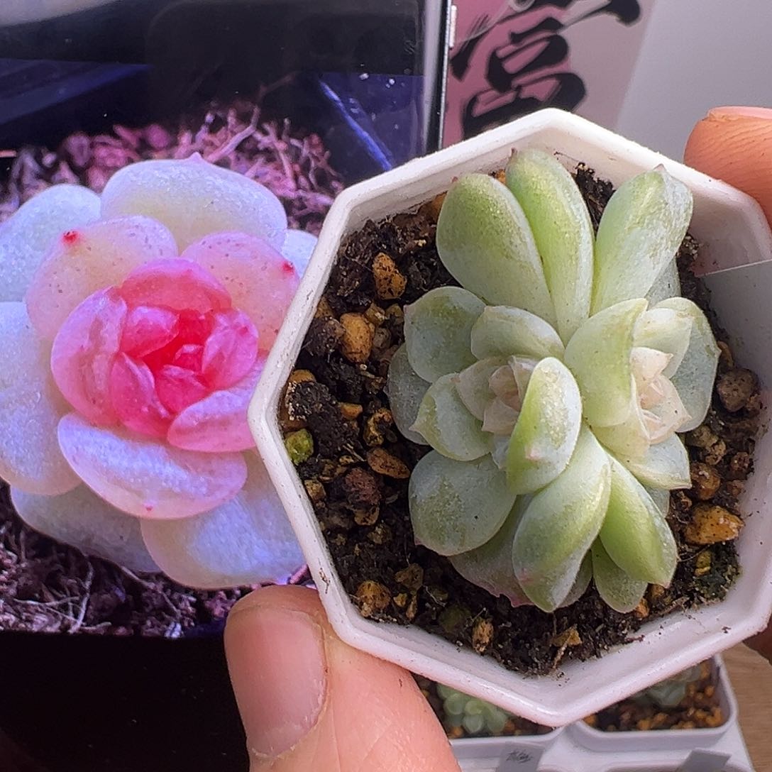 双头若画一物一拍