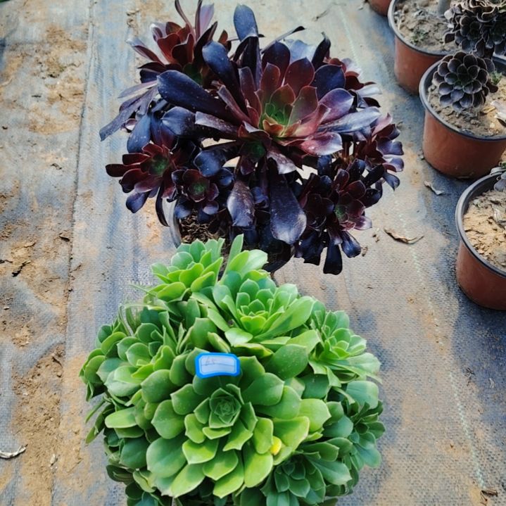 65号老桩法师2颗