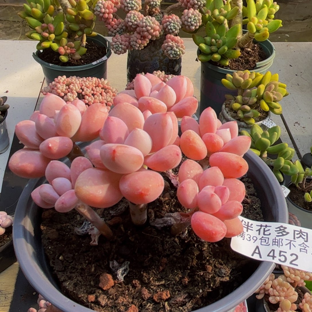 452樱花洛神8cm多肉