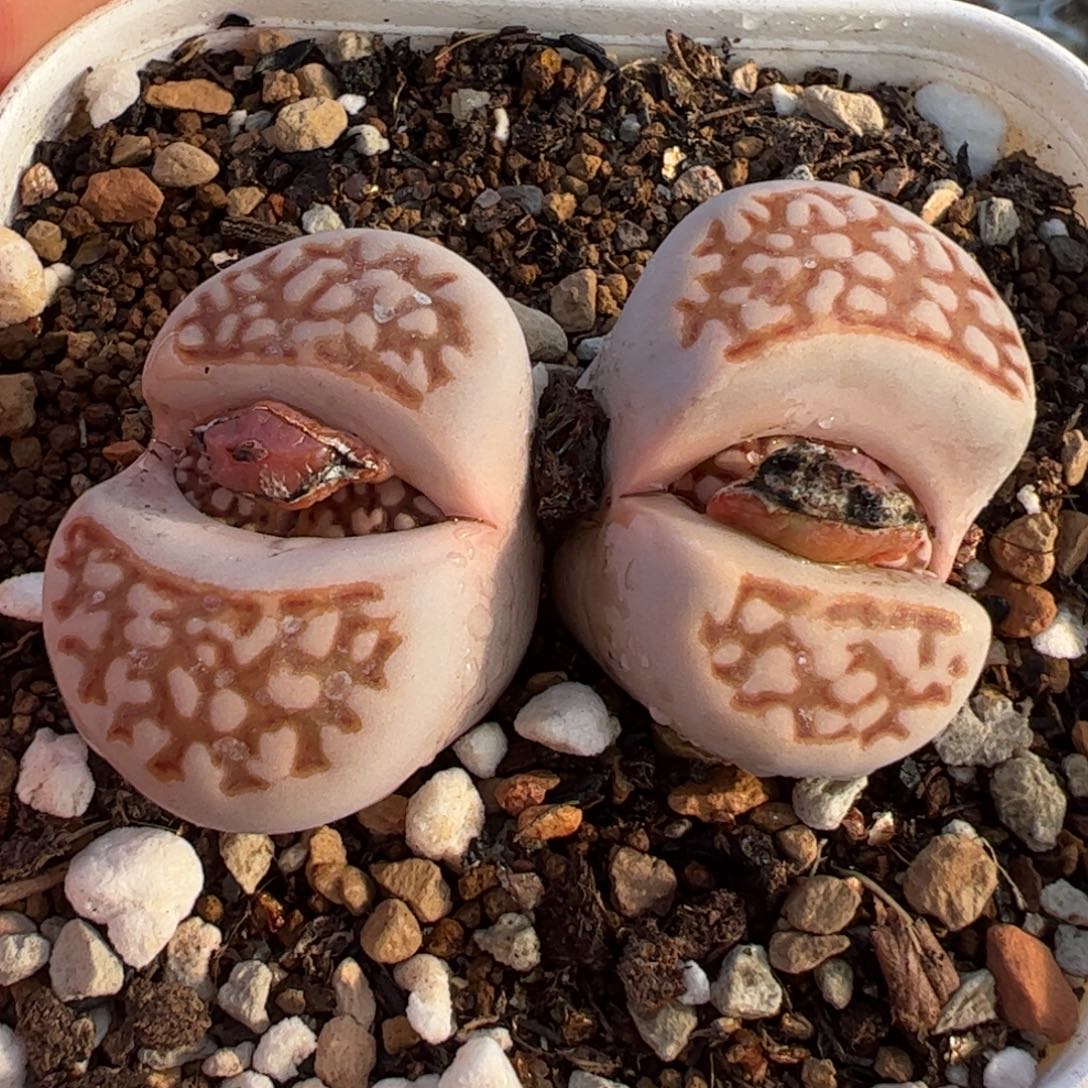 F109r红网文寿丽多肉植物组合