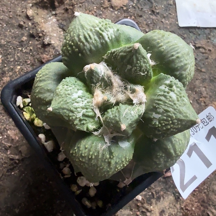 无花朵211细密尤哥怒牡丹东三