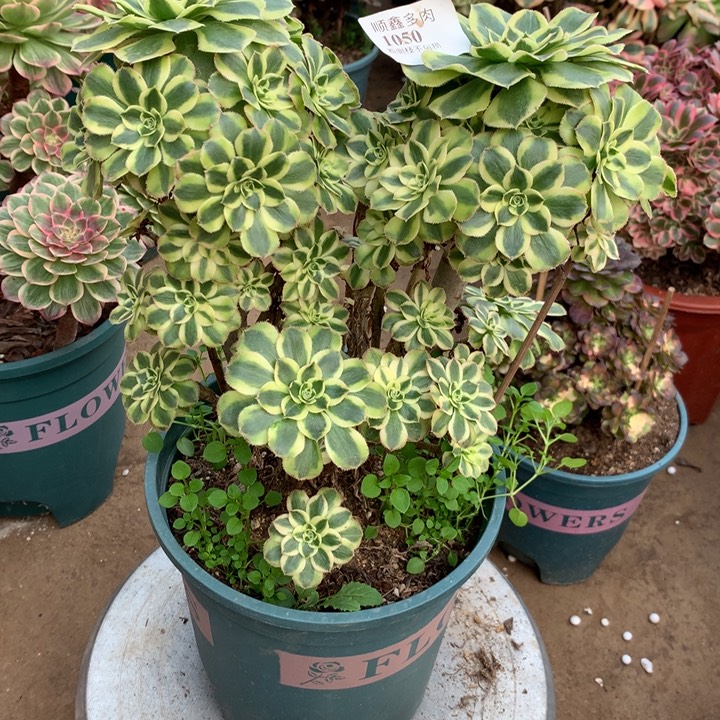 1050保时捷多肉植物特价