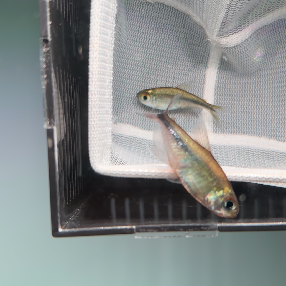 o***p灯科鱼红尾银勾两条