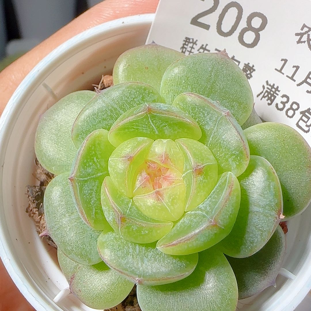 1117-208海王心优选