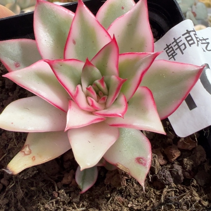 阿***花吉赛尔锦多肉植物1068